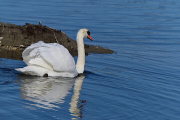 Cygne