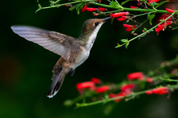 A juvenile Ruby Topaz hummingbird,  chrysolampis mosquitus, feeding on red Antigua Heath flowers with a black background.