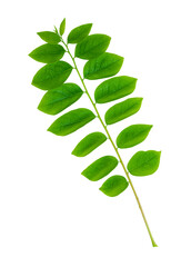 Green leaves on a white background with water droplets