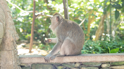 family of primates in nature. Protected tourist areas with primates