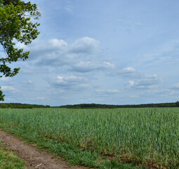 Blue Sky over field