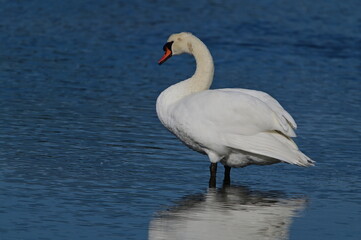 Cygne