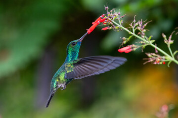 A Blue-chinned Sapphire hummingbird feeding on red Antigua Heath flowers in a garden. wildlife in nature, hummingbirds and flowers, tropical bird in flight