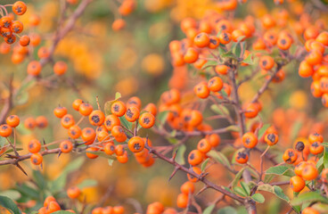 Bright yellow autumn berries of a pyracantha bush. Garden plant