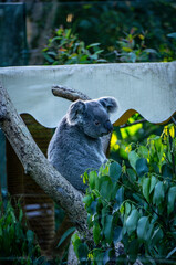 Koala 