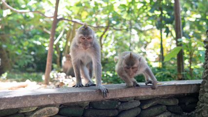 .behavior of monkeys in nature, reproduction and care for offspring. Tourist contact reserves with primates
