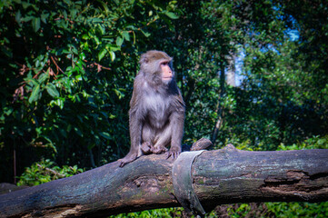 the monkey sitting on the tree