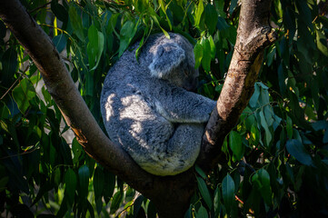 Sleeping baby koala