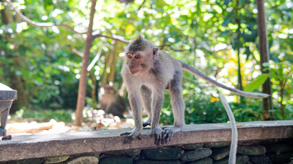 family of primates in nature. Protected tourist areas with primates