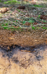 Organic layer and topsoil of a Luvisol in a spruce forest