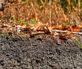 Organic layer and topsoil of a Leptosol in a beech forest