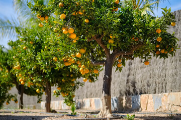 Mandarin trees outdoor, sunny day, nobody. Spain