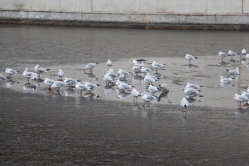 Beautiful paints in winter. Birds on ice. Seagull take off. Seagulls on water covered with thin ice.