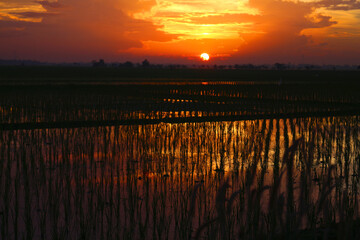 Obraz premium sunset in the rice fields