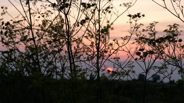 Silhouettes of plants of the Apiaceae or Umbelliferae family swaying in the wind on a pink sunset background.