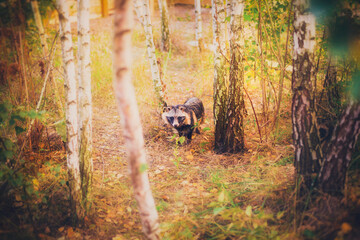 A raccoon dog rescued from a fur production is in a reserve, a raccoon dog in its natural habitat, a young raccoon dog in a forest