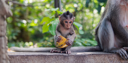 .behavior of monkeys in nature, reproduction and care for offspring. Tourist contact reserves with primates