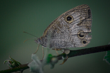 a butterfly on a tree stalk