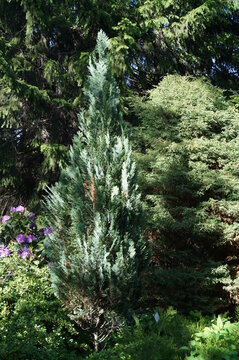 Close-up of stony juniper (or Juniperus scopulorum) against the background of conifers