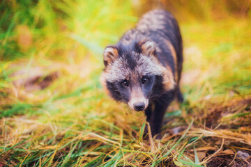 A raccoon dog rescued from a fur production is in a reserve, a raccoon dog in its natural habitat, a young raccoon dog in a forest
