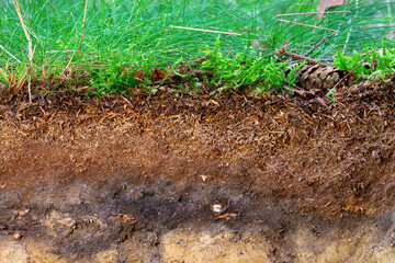 Organic layer and topsoil of a Vertisol in a spruce forest