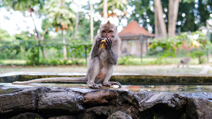 family of primates in nature. Protected tourist areas with primates