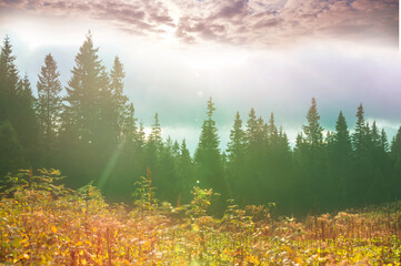 Mountains meadow