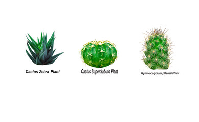 Green cactus set, indoor air bubble plants