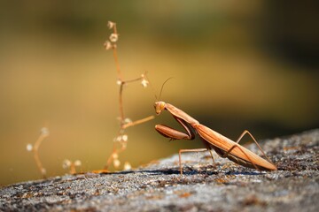 Mantis dorada