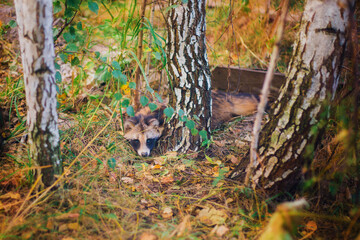 A raccoon dog rescued from a fur production is in a reserve, a raccoon dog in its natural habitat, a young raccoon dog in a forest