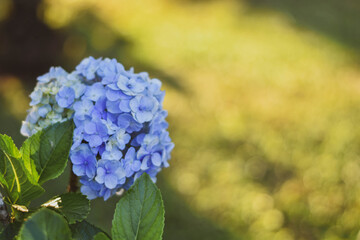 Blue flower