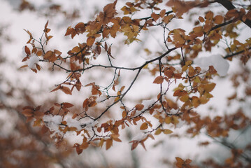 Snow on the late autumn leaves