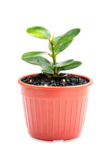 Small plants in decorative pots in the house.