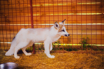 Small three-month-old fox rescued from a fur farm in a shelter