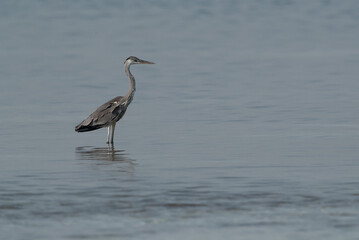 Portrait of a Grey Heron at Busaiteen coast, Bahrain