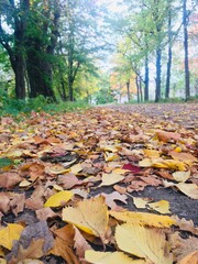 autumn