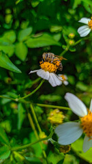 flores y animales 