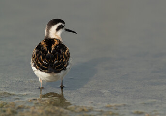 Red-necked phalarope at Asker Marsh, Bahrain