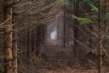 Mroczny las, ścieżka w lesie