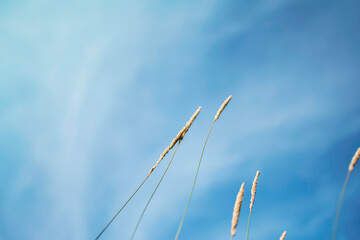 Pinegrass | Blue Skies | Digital Image Print | Michigan | Download | Landscape & Nature Photography | Wall Art Picture