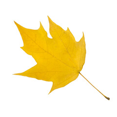 Maple autumn leaf isolated on white background