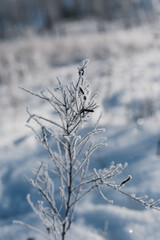 snow covered tree