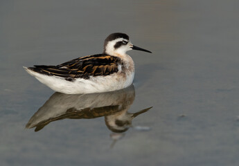 Red-necked phalarope and reflection on water at Asker Marsh, Bahrain