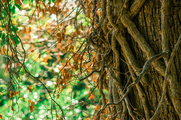 An ancient braided tree trunk in the sunlight on a blurred green background, a botanical garden
