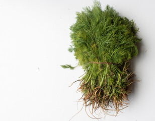 A fresh bunch of Dill Leaves/Sepu Veg, Leafy Veg, isolated, white background