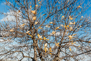Obraz premium Autumn leaves, yellow, orange and red, background
