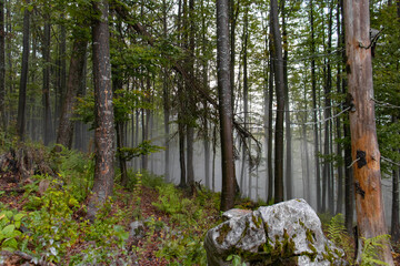 Fantasy fairytale forest with fog in autumn