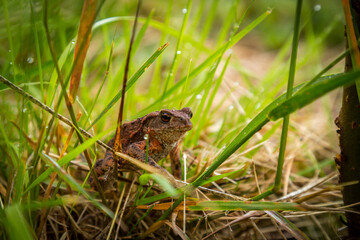 Junge Erdkröte, Bufo bufo