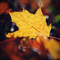 Autumn background. Beautiful colorful leaves of trees in nature. Autumn time.