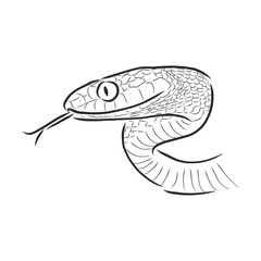 Snake sketch, snake, vector sketch illustration wild animal
